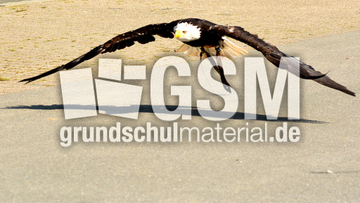 Weißkopf-Seeadler (24).jpg